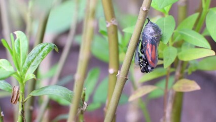 Monarch butterfly emerging from its chrysalis