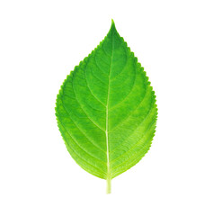 Green leaf transparent png