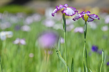 六月に艶やかに咲き誇る花菖蒲