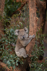 Koala on the tree, Australia