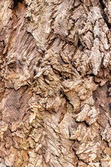 bark of a tree