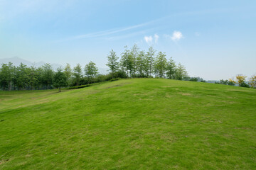 Wetland Park Lawn and Forest