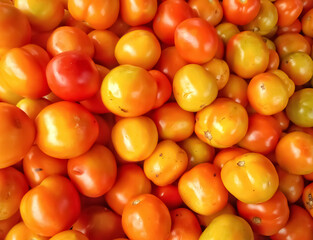 Tomato