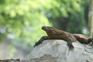 komodo on the rocks