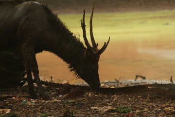 deer in the wild