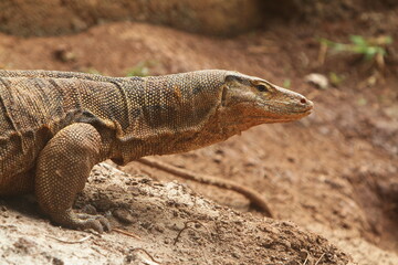 lizard on the stone