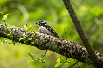 woodpecker