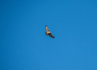 hawk in the sky 
