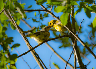 bird on a branch being fed by parent from a distance 