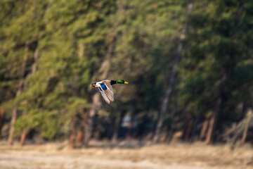 mallard duck in flight 