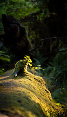 log with plant growth in sunrise 