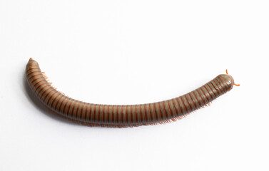 Image of Millipede isolate on white background.