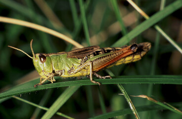 Grasshopper (Pseudochorthippus parallelus) Cavalletta