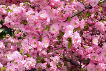 Beautiful pink double blossoms of the Prunus triloba, commonly known as flowering almond or rose tree of China.