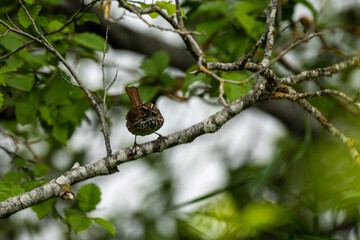 bird on a tree