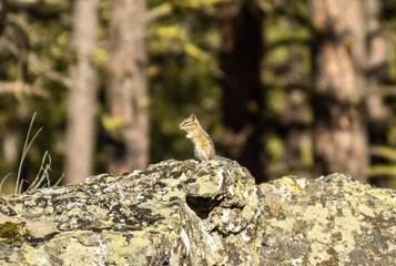 Chipmunk on the rock