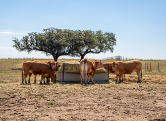Vacas comiendo heno en abrevadero, con unas encinas al fondo.