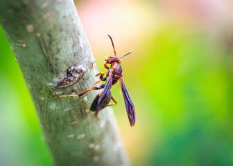 Metric Paper Wasp on a Mimosa Tree in my backyard in Pearland, Texas