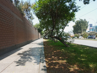 Two twisted trees that survived a car crash and after many years are growing straight again.