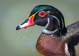 Wood Duck in the water at Resoft Park in Alvin, Texas