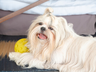 Close-up of long-haired Shih Tzu dog playing with a yellow toy ball.