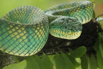 viper, viper snake, viper snake face, kalimantan, viper snake native to Kalimantan island
