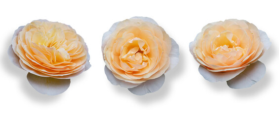 Collection of two tone roses isolated on a transparent background. Can be used for invitations, greeting, wedding card and collages