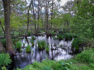 a forest flooded after heavy and long rains.