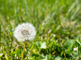 detailed closeup of dandelions in spring