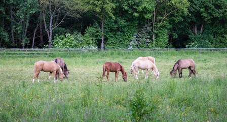 young horses in a pasture of a ranch