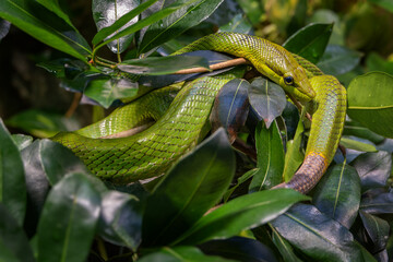Spitzkopfnatter grüne Schlange