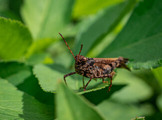 Fototapeta premium Grasshoppers are a group of insects belonging to the suborder Caelifera