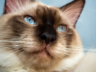 Portrait of a blue-eyed himalayan cat.