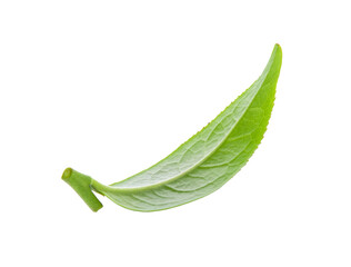 Fototapeta premium set of young tea leaves isolated on transparent png
