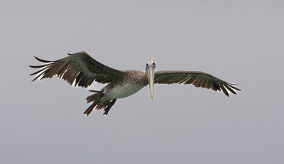 A Pelican in flight