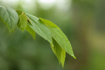 Close-up fresh young green Muntingia Calabura leaves on a Bokeh background