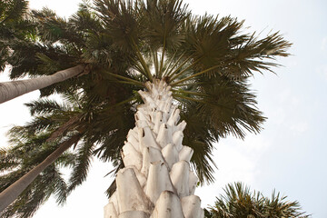 Corypha Palm, Corypha Umbraculifera, Talipot Palm, Great Fan Palm, Tropical Palm Tree