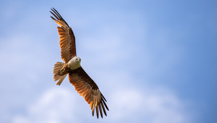 Majestic eagle soaring in the blue sky, the beautiful wingspan of a Brahminy Kite eagle close up detailed shot,