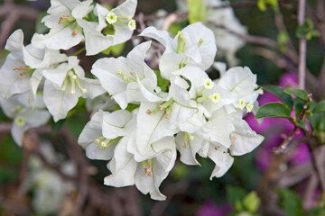 Bougainvillea Glabra, Bougainvillea Flower, Tropical Flower, Paper Flower