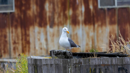 A seagull taking its post - obrazy, fototapety, plakaty