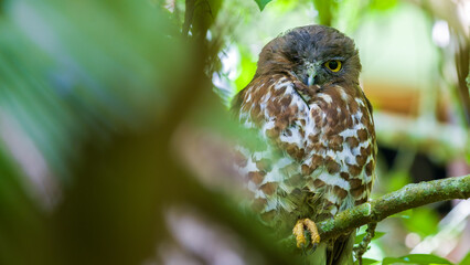 Winking brown boobook owl close-up portraiture photograph.