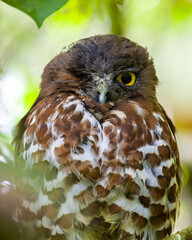Winking owl's eye, Brown boobook owl close-up portrait photograph. Roosting on a tree branch.