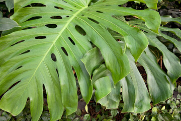 Monstera Deliciosa, Swiss Cheese Plant, Green Tropical Plant 