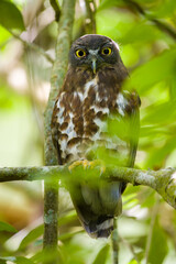 Brown boobook owl close-up portrait photograph. Roosting on a tree branch and looking at the camera.