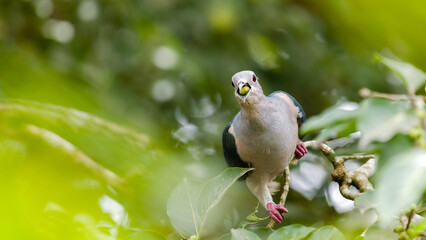 Green imperial pigeon eating a banyan fruit, wild fruit on the beak, Green imperial pigeon swallowing a fruit.
