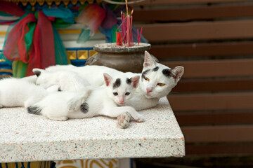 Mother and Baby Cat Lying on a Pillar, Spirit House. Bangkok, Thailand