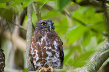 Brown boobook owl close-up portrait photograph. Roosting on a tree branch.