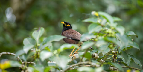 Indian myna and the natural habitat.