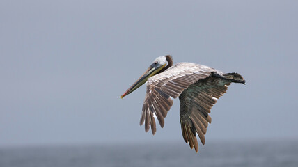 A Pelican in flight