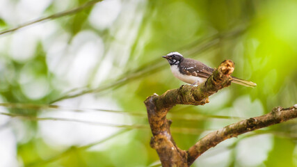 White-browed fantail (Rhipidura aureola) perch photo.